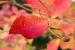 Enkianthus perulatus