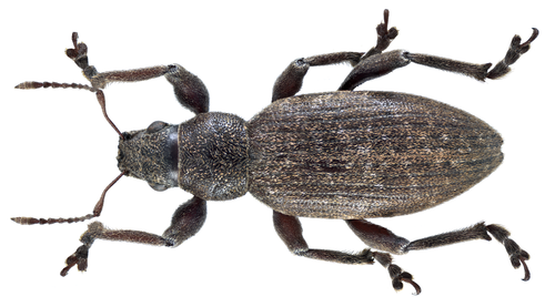 Pušinis trumpastraublis nuotrauka