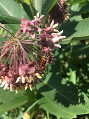 Typocerus velutinus