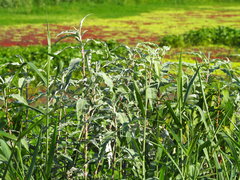 Persicaria lapathifolia lanata