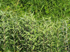 Persicaria lapathifolia lanata