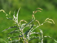 Persicaria lapathifolia lanata
