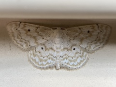 Idaea obfusaria
