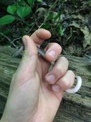 Carphophis amoenus amoenus