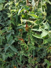 Aristolochia pentandra