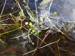 Ranunculus schmalhausenii