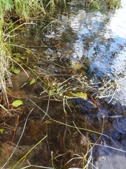 Ranunculus schmalhausenii