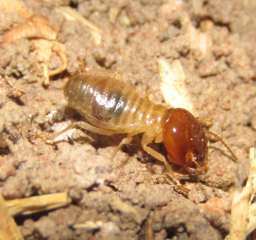 Macrotermes from The Wolds, New Germany, 3610, South Africa on July 1
