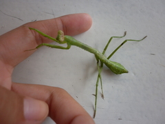 Stagmatoptera binotata