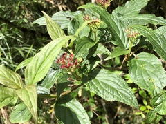 Viburnum urceolatum