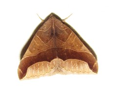 Ophisma