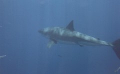Carcharodon carcharias