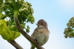 Curruca communis