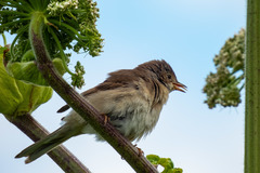 Curruca communis