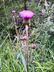 Cirsium heterophyllum