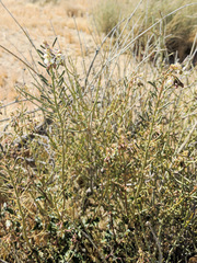 Chylismia claviformis
