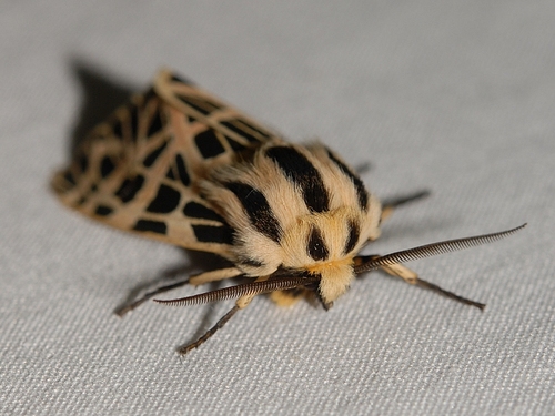 Ornate Tiger Moth photo 2