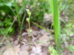 Nuttallanthus canadensis