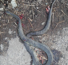 Hierophis viridiflavus