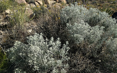 Tetradymia stenolepis