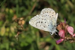 Polyommatus albicans