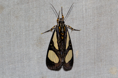 Agoma trimenii