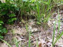 Nuttallanthus canadensis