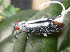 Lystra lanata
