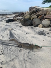 Caiman crocodilus fuscus