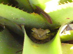 Osteocephalus oophagus