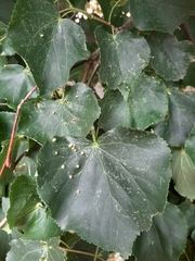 Eriophyes tiliae