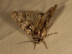 Acronicta marmorata
