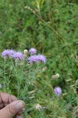 Centaurea pseudomaculosa
