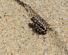 Cicindela latesignata