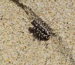 Cicindela latesignata