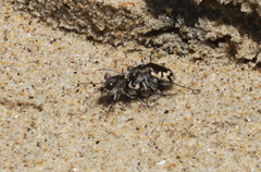 Cicindela latesignata