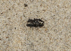 Cicindela latesignata