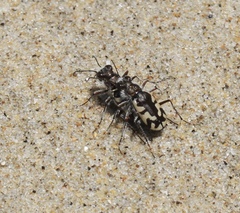 Cicindela latesignata