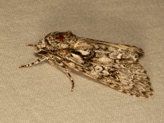 Acronicta marmorata