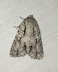 Acronicta hasta
