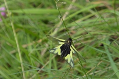 Libelloides coccajus