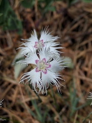 Dianthus arenarius