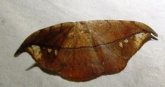 Oxydia masthala