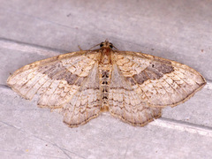 Orthonama evansi