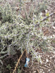 Condalia ericoides