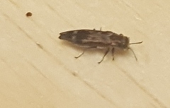 Agrilus lecontei lecontei