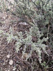 Condalia ericoides