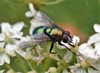 Toad Greenbottle Fly - Photo (c) Ian Andrews, some rights reserved (CC BY-NC), uploaded by Ian Andrews