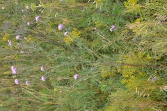 Centaurea pseudomaculosa