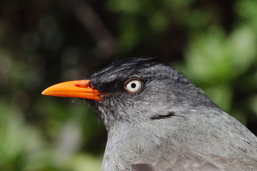 Reunion Bulbul